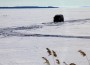 Hiiumaa mitteametlik jäätee Hiiumaa ja mandri vahelisel mitteametlikul jääteel käis nädalavahetusel tihe liiklus. Foto: Arvo Tarmula