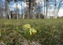 Nurmenukud (urmas lauri) (2)