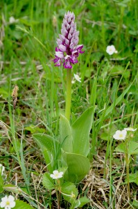 Hall käpp (Orchis militaris). Foto: Tarmo Pikner