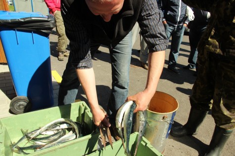 Mai lõpupäevil on juba neli aastat korraldatud Kassaris Orjaku sadamas Tuulekala festivali.  Pikka kala püütakse sel võistlusel spinninguga. Foto: Urmas Lauri