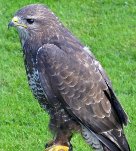 Buteo_buteo_-hiireviu Mike Barry from Wirral, England 