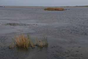 Madal meri (3) arvo tarmula