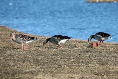 Lihavõtte linnuvaatluspäevad 2