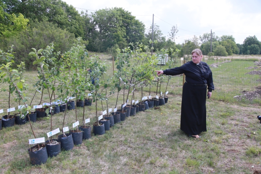 Ridala kirikuõpetaja Küllike Valk 60 õunapuuga. Foto Arvo Tarmula
