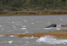 Mereala hakkab jälgima hoidma nutipoide võrgustik