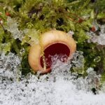 Esmaspäeval sajab vihma ja lörtsi