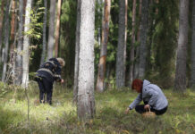 Seenelise meelespea: kuidas nutitelefoni abil eksimist vältida ja mida teha, kui tee kaob?