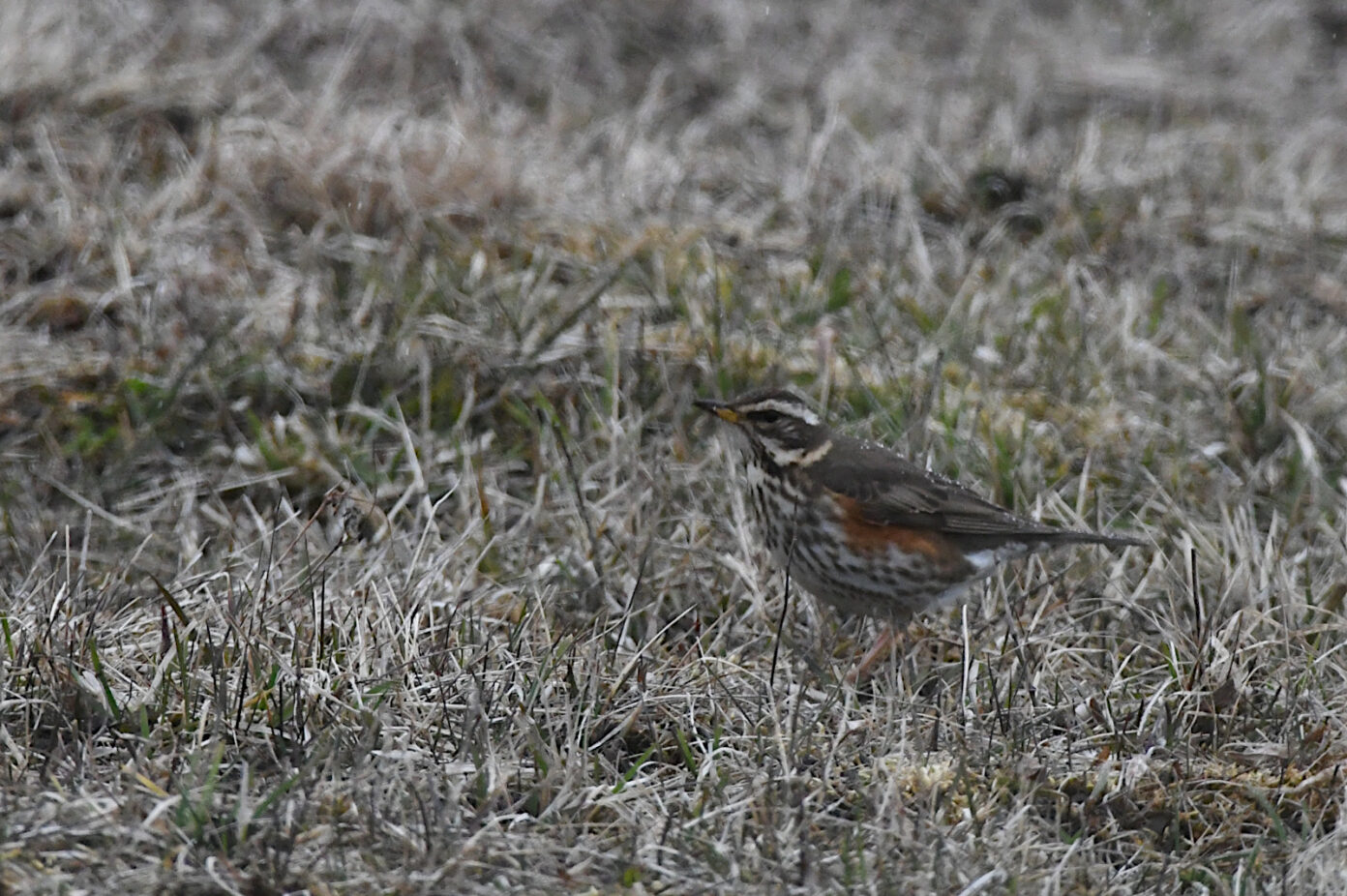 Rändlinnud kogunevad teedele - Lääne Elu