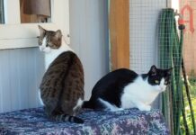 Varjupaigas ootab kodu ligi 40 kassi