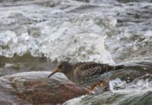 Põõsaspeal nähti suurt merirüdiparve