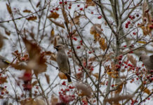 Sabatihased ja siidisabad on liikvel
