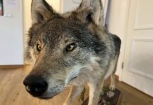 Läänemaa saab juurde seitse hundiluba