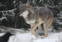 Läänemaal võib küttida neli hunti