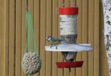 Reedel algab talvine aialinnuvaatlus