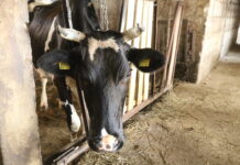 Loomakasvatuse otsetoetust küsib 76 läänlast