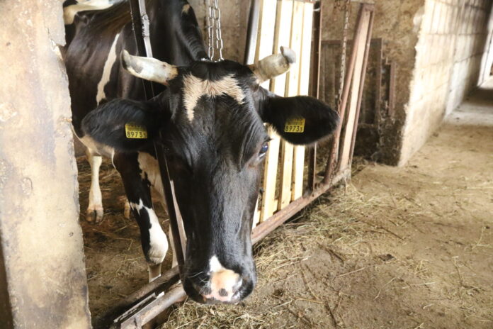 Päivi Viigi lehmad Koelas (urmas lauri) - 13