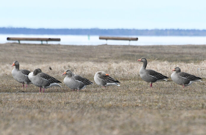 hallhaned tarvo valker