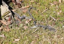 Laikmaa nastikud läksid liikvele