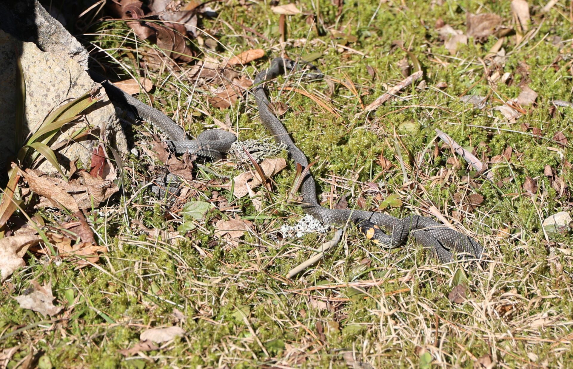Laikmaa nastikud läksid liikvele