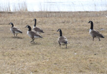 Pühapäeval selgub taas linnurikkaim linn