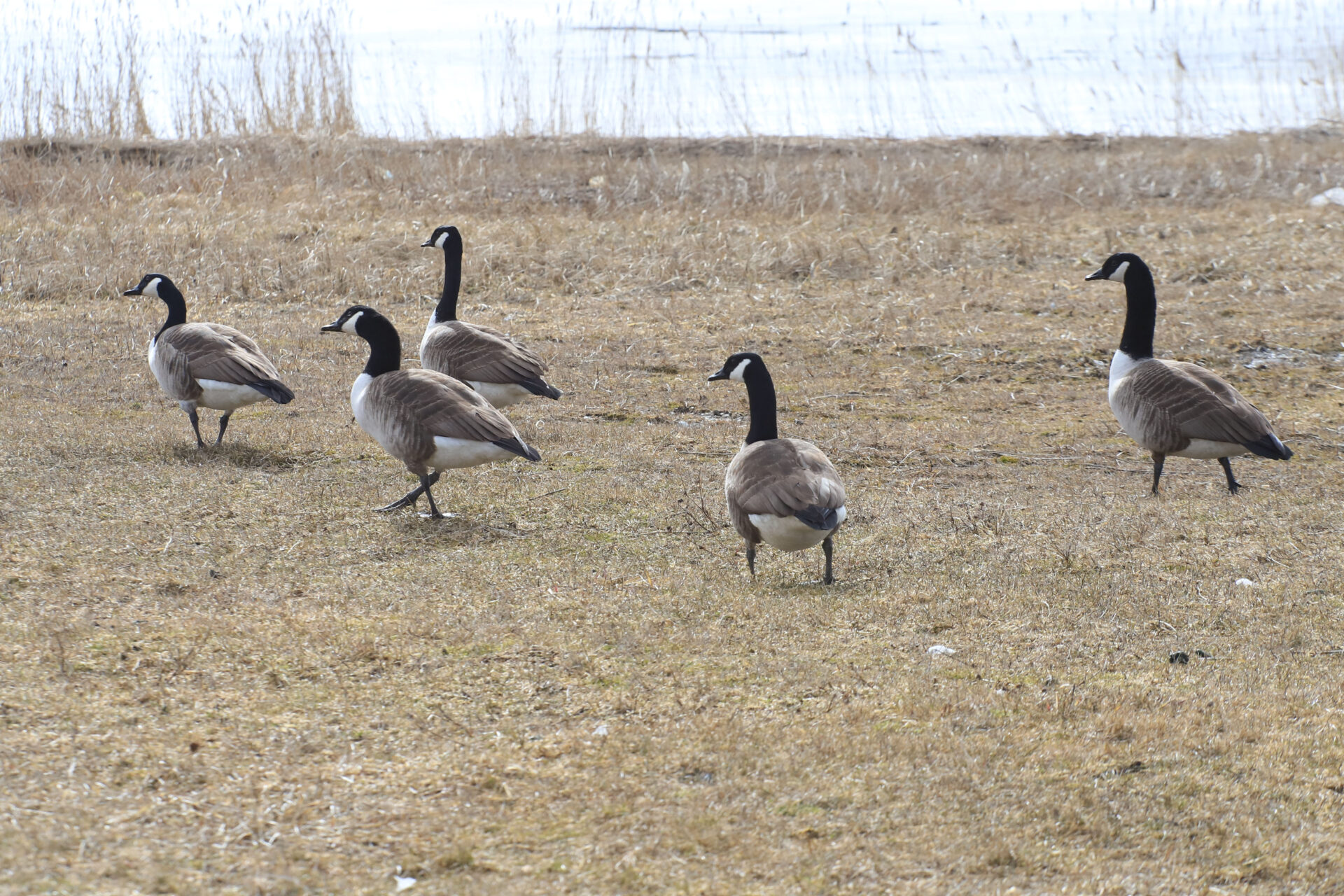 Pühapäeval selgub taas linnurikkaim linn