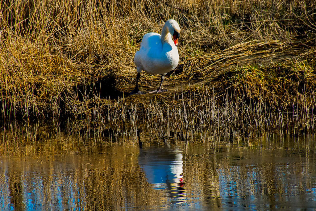 Läänemaal tuvastati linnugripp