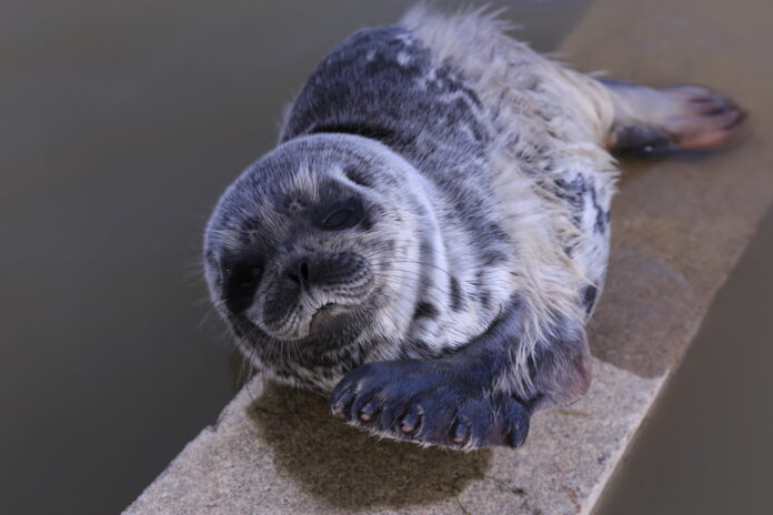 hüljes foto arvo tarmula