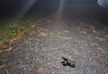 Kevadine konnaränne on alanud