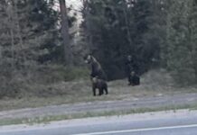 Ristil oli maantee ääres karupere