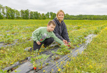 Läänemaa maasikad tulid müüki