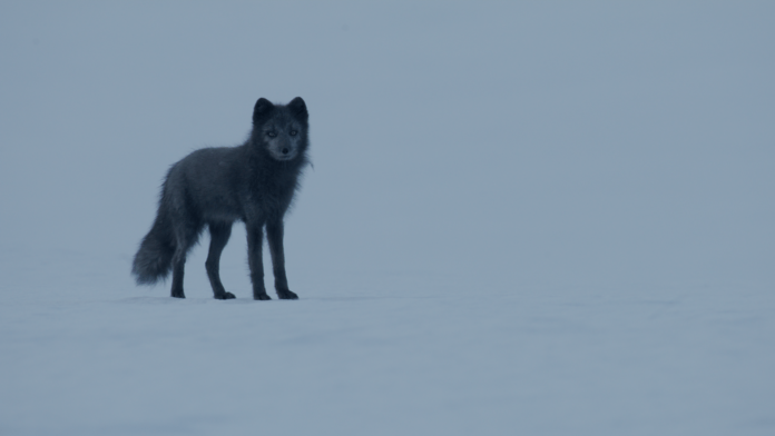 Polaarrebane - Njalla PF_blue_fox_snowy_landscape_3_Joosep_Matjus