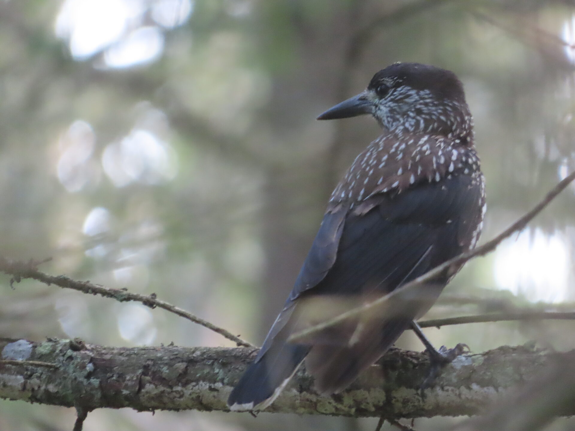 Estonia: Spotted nutcracker migration increases across the country